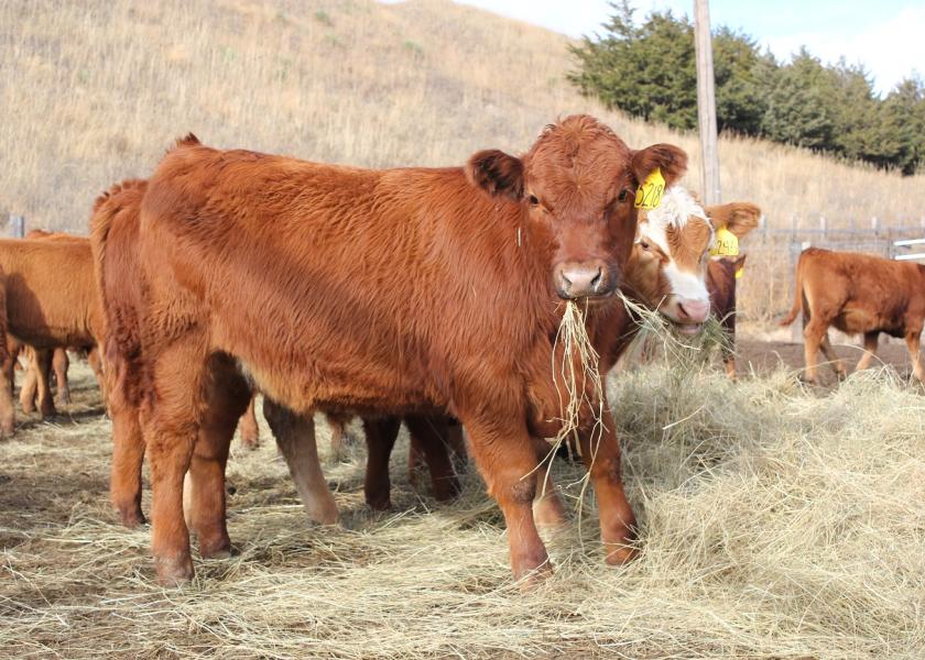 Stocker cattle