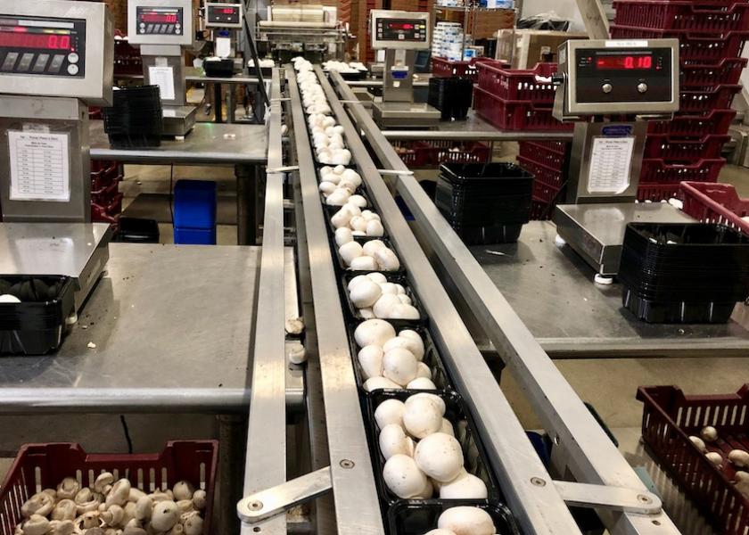 Avondale, Pa.-based To-Jo Mushrooms packing line sorts and grades a variety of mushrooms.