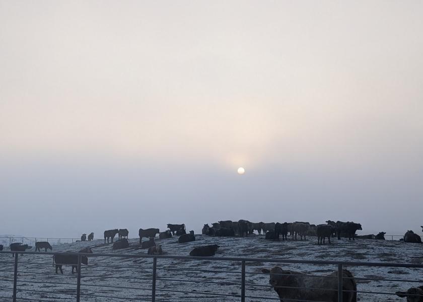 Winter in the feedlot