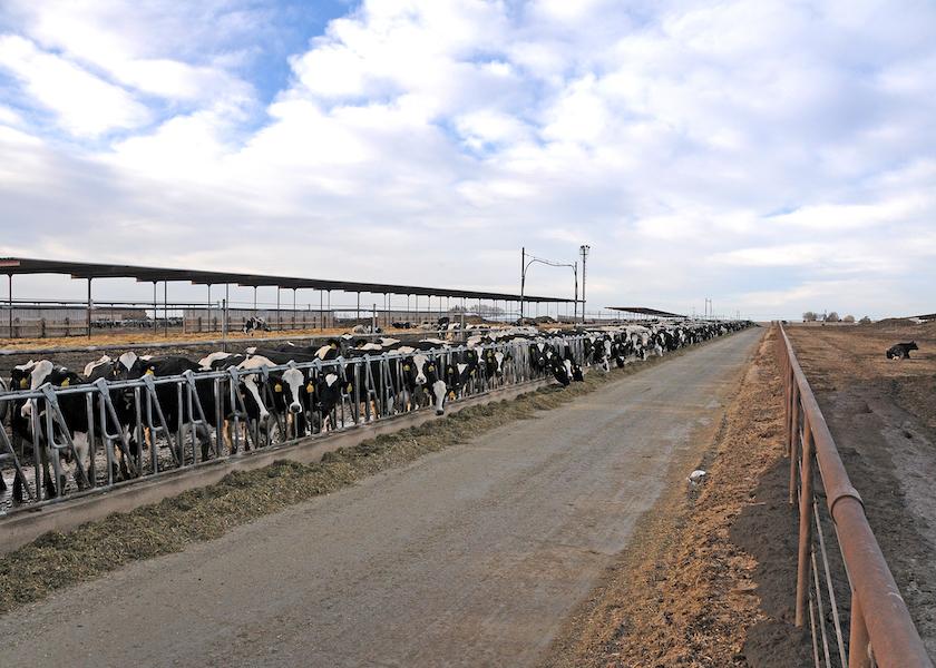 Feeding Decisions and Management Can Impact Your Dairy’s Bottom Line
