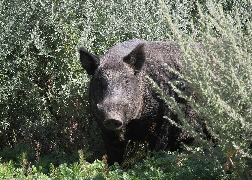 "Big bodies are critical to success. If you're going to survive a week at 40-below temperatures being 400, 500 or 600 pounds, you're going to do a lot better than if you're 40 pounds,” says Ryan Brook, University of Saskatchewan, about wild pigs thriving in Canada.