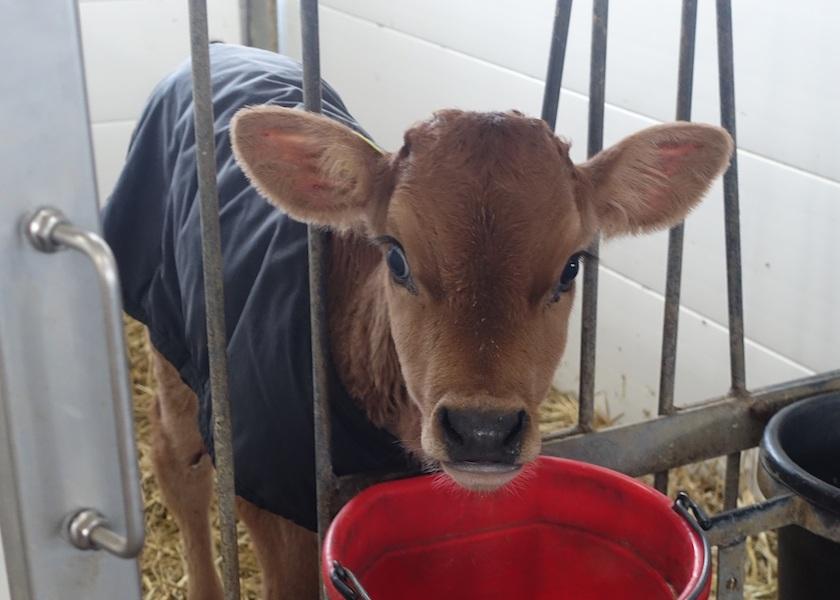 Could Caustic Paste Trigger Bad Memories for Calves?