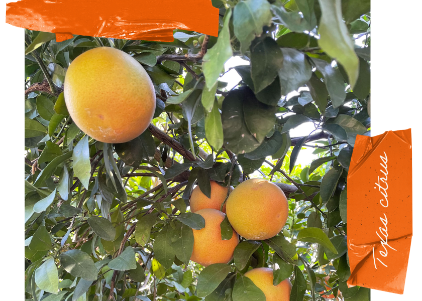 Texas citrus volume expected to rise slightly The Packer