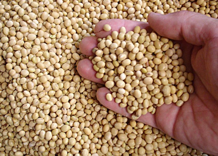 gmo soybeans