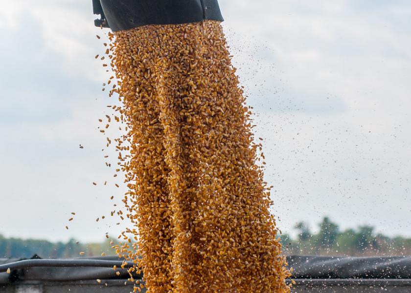 A bigger-than-expected crop could help lessen simmering concerns about corn supply shortages heading into next year.