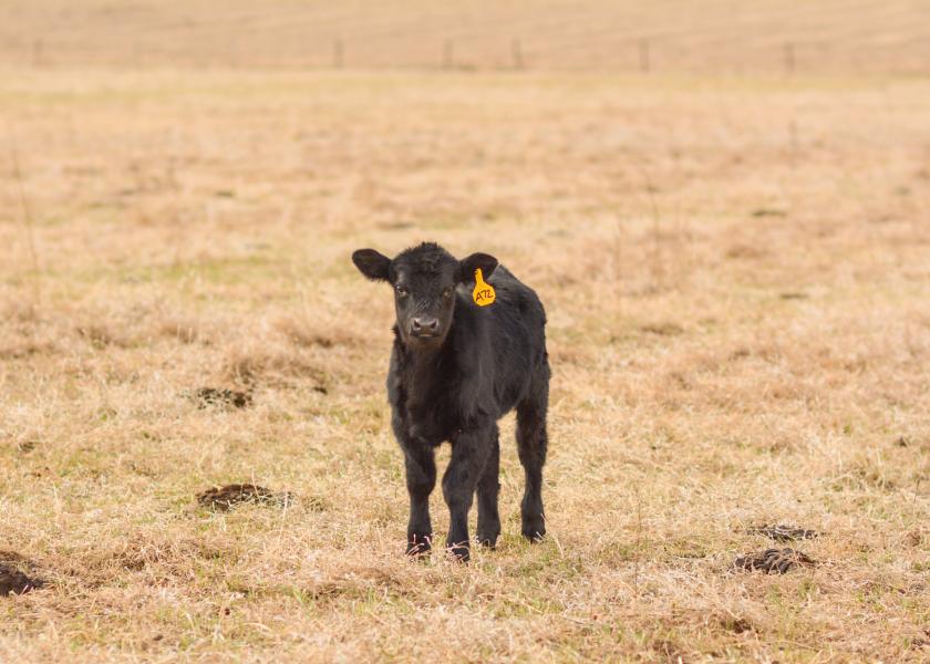 Diarrhea, or scours, is one of the most likely reasons young beef calves become sick or die. In addition to the detriment to calf health and well-being, scours are costly to cattle producers due to poor calf performance, the expense of medications and labor to treat sick calves, and death loss, a University of Nebraska-Lincoln article explains.