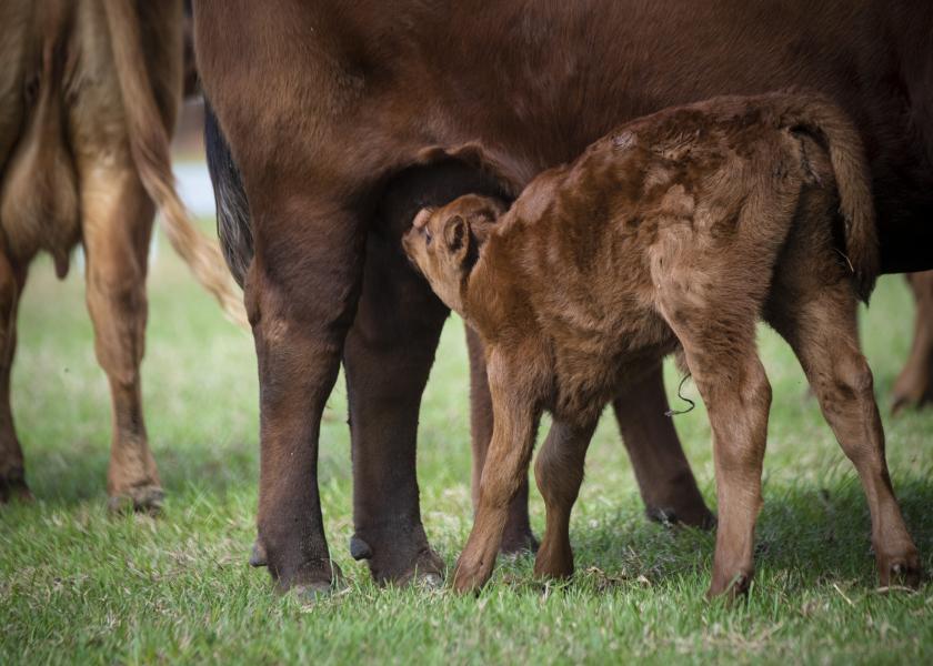 Evaluate and monitor pregnant cows and heifers that are under any stress. That could be stress associated with transport movement or disease, if that animal is suffering from a system illness or some viral infection.