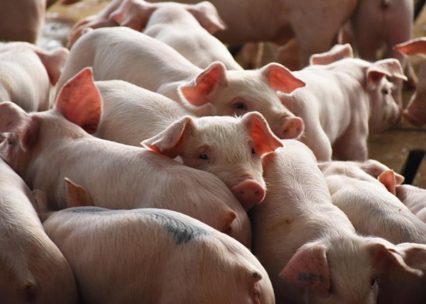 In the 2023 SHIC-funded study, researchers at North Carolina State University are collaborating with the USDA National Animal Disease Center, Iowa State University, and University of California Santa Cruz to evaluate PoAstV4 as a causative agent of respiratory disease in high health, colostrum deprived, caesarean-derived pigs.