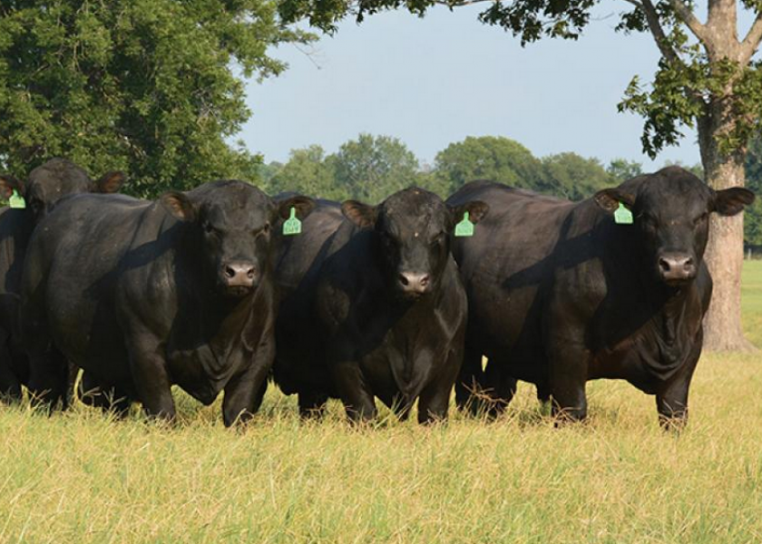 Bulls new to an operation or herd often need help making a good transition