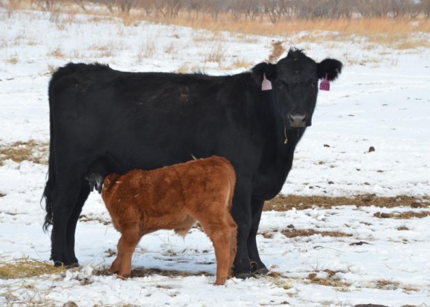 Cow-calf pair in a snowy pasture.