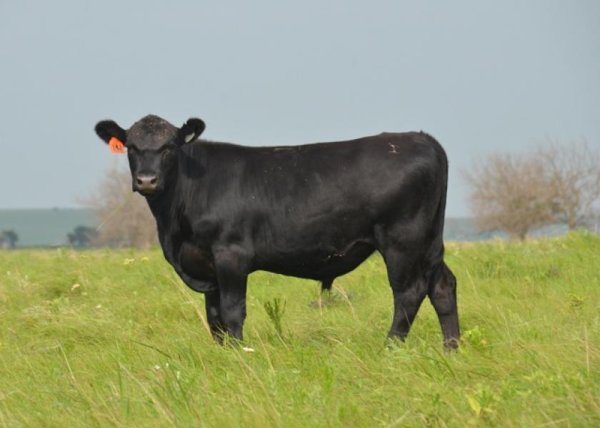 Angus steer