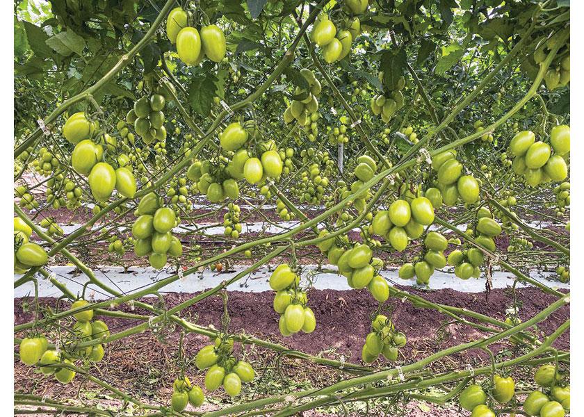 Calavo Growers Inc. was producing out of all of its Mexico greenhouses in early February, says Brian Bernauer, director of tomato sales and operations. There should be plenty of good-quality roma and round tomatoes at good prices from mid-February until the end of March, he says.
