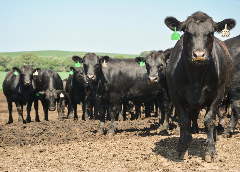 cattle in feedlot