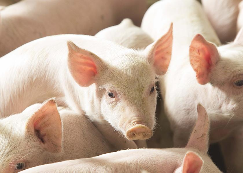 Impressive demand, tighter hog supplies and a smaller than expected slaughter have created headwinds for the hogs and pork outlook at the start of August. Here are 10 things to keep in mind looking forward.