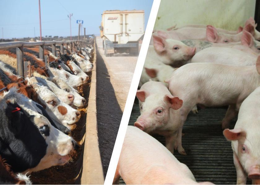 Profit Tracker: Cattle, Hog Margins Improve