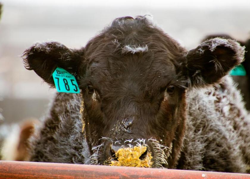 While genetic selection and feeding decisions play a large role in the quality of beef product reaching consumers' plates, a number of studies show cattle health is also a key factor affecting carcass quality.