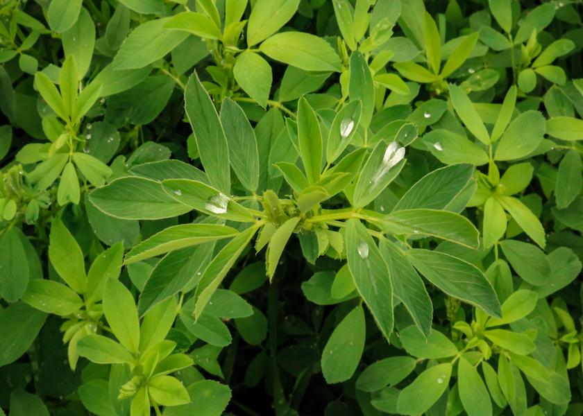 While a single variety might dominate in specific areas in fields with variable soils, using different varieties boosts yields in those areas that would struggle with a true monoculture.