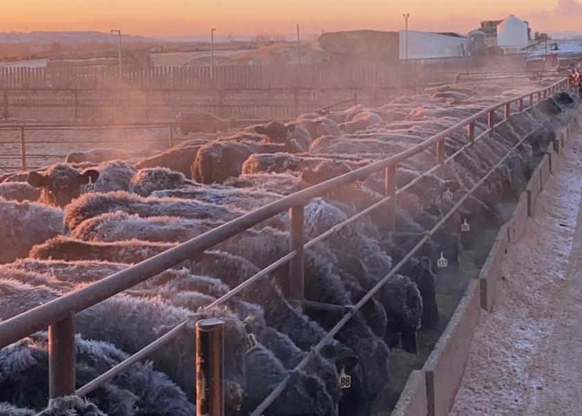 Montana feedlot