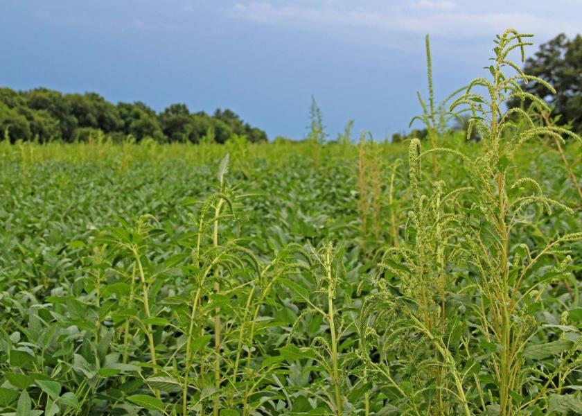 Once again, pigweed has slipped the herbicide cuffs, with documented resistance to glufosinate in northeast Arkansas.