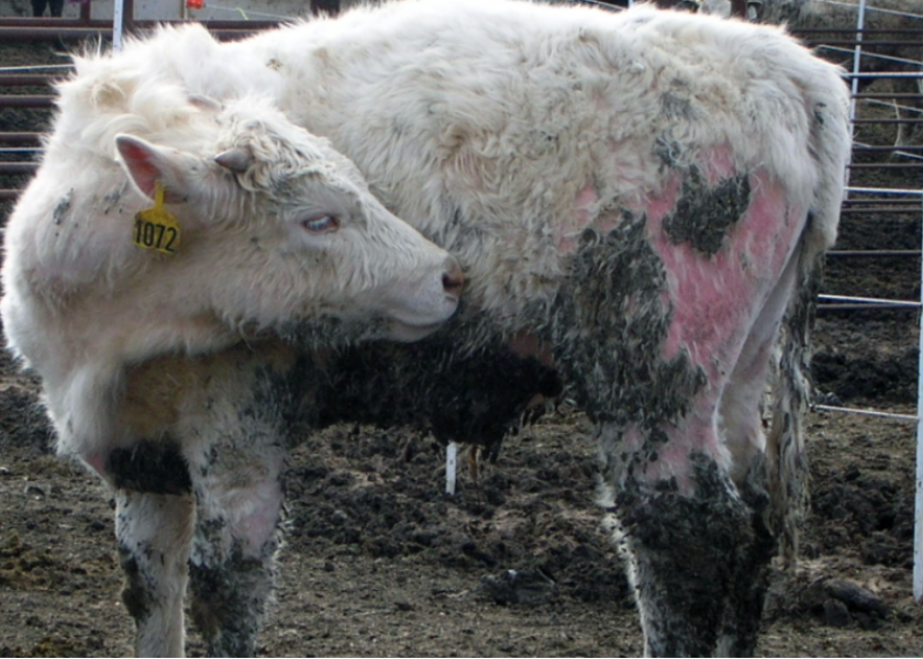 This stocker calf is infected with biting lice.