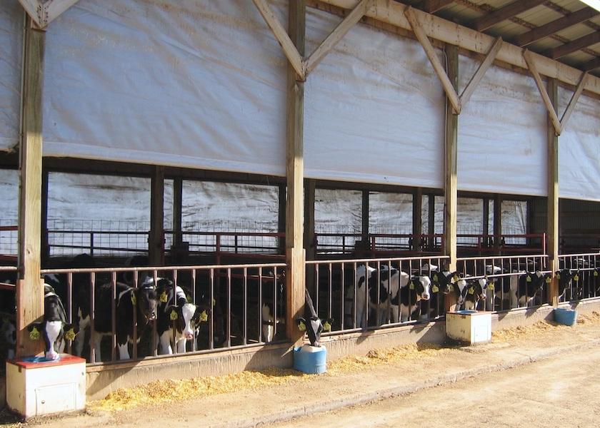 Industry experts provide tips to help keep just-weaned heifers on a healthy and productive roll.