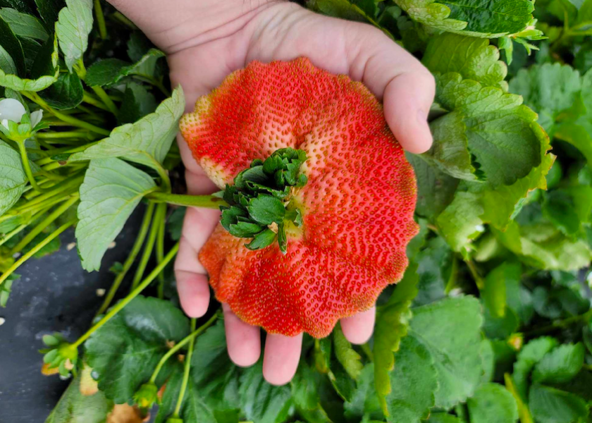 The cool weather has kept strawberries on the plant longer, making them sweeter and bigger — some even as big as Dover, Fla.-based Parkesdale Farms grower Matt Parke's hand.