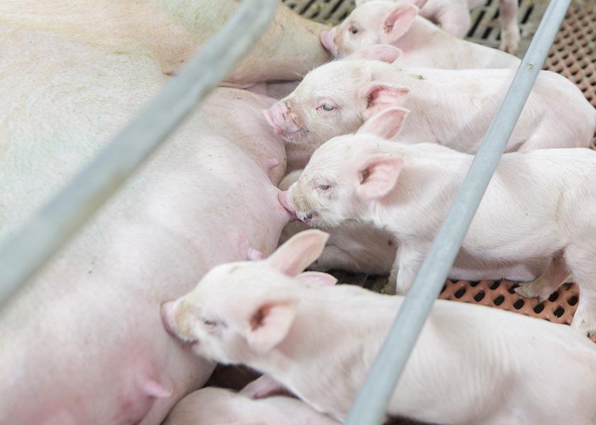 A recent report by the California Department of Agriculture (CDFA) shows Proposition 12 in California could lead to higher mortality in hogs while providing no added benefit for consumers.