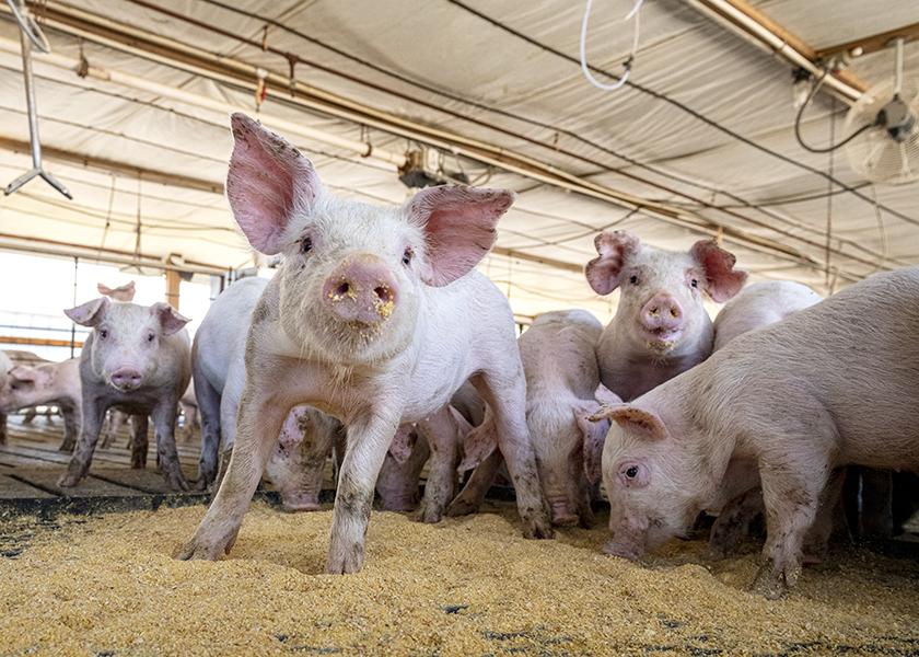 Cash Feeder Pig Prices Average $44.71, Up $1.71 Last Week