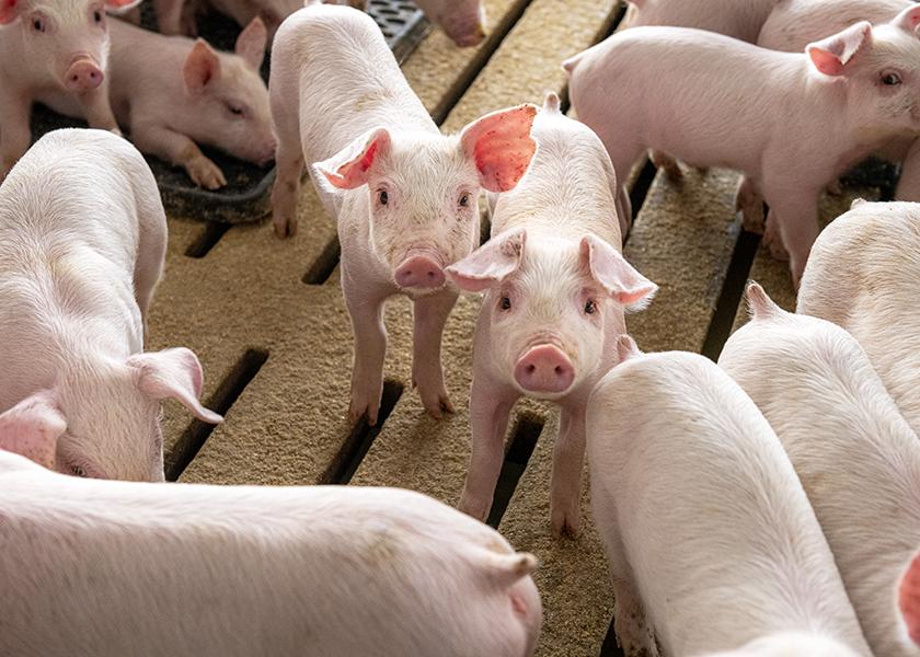 Cheese Co-Product Offers High Nutritional Value for Weanling Pigs | Pork  Business