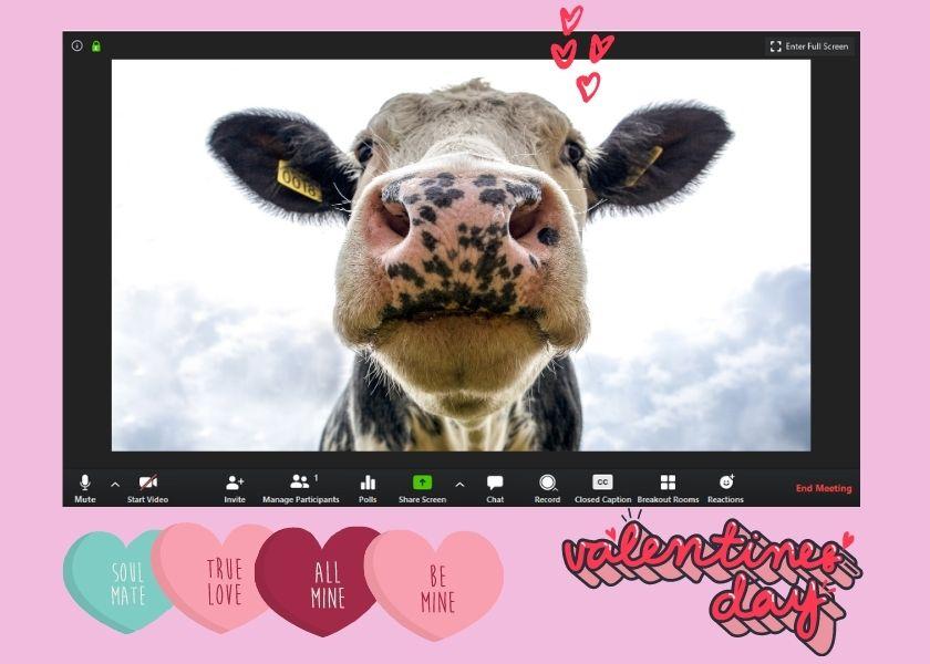 zoom call with a cow zoom call with a cow