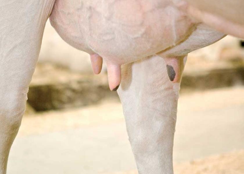 A cow is most susceptible to getting a new mastitis infection at the beginning of a dry period. A sealant stimulates a natural barrier, providing protection. Here are 10 ways to make sure such stimulants are used properly.