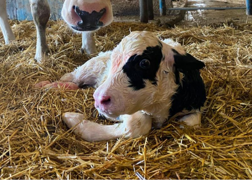 A newborn Holstein.