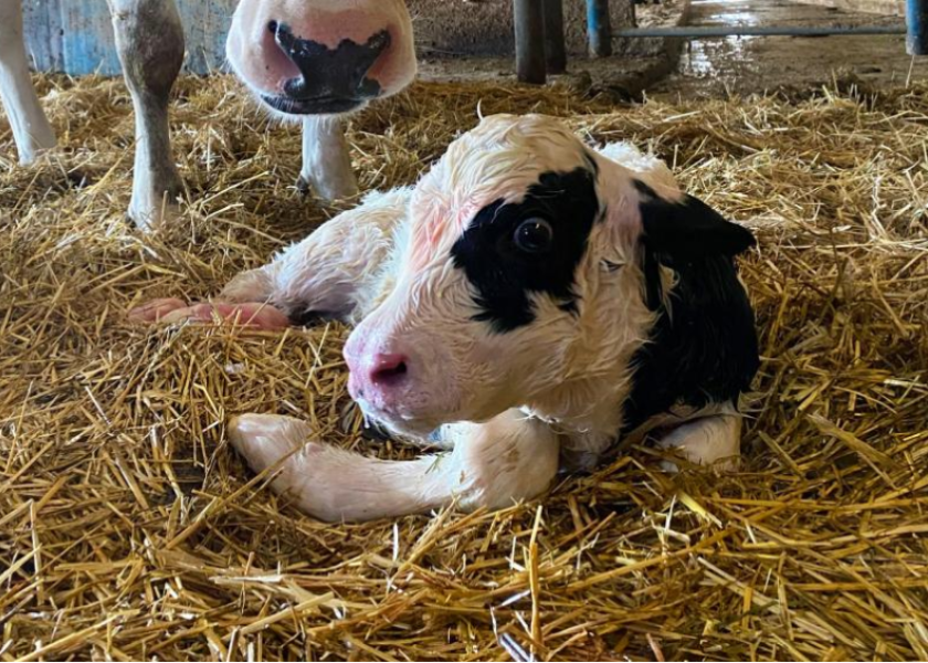 Newborn calf