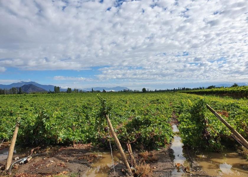 Heavy rains hit central Chile in late January, damaging the grape crop,  Chile grower group Fedefruta reported.