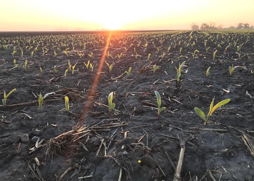 During USDA's 2021 Ag Outlook Forum this week, chief economist Seth Meyer pointed to a possible bump in overall planted acres this year, with 92 million acres planted in corn, 90 million in soybeans and 12 million acres of cotton.