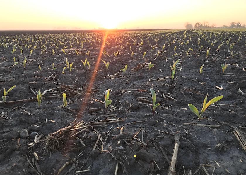 During USDA's 2021 Ag Outlook Forum this week, chief economist Seth Meyer pointed to a possible bump in overall planted acres this year, with 92 million acres planted in corn, 90 million in soybeans and 12 million acres of cotton. 