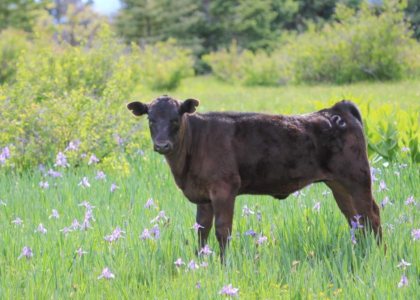 Cattle Chat: Preparation helps calves adjust to weaning, feedlot