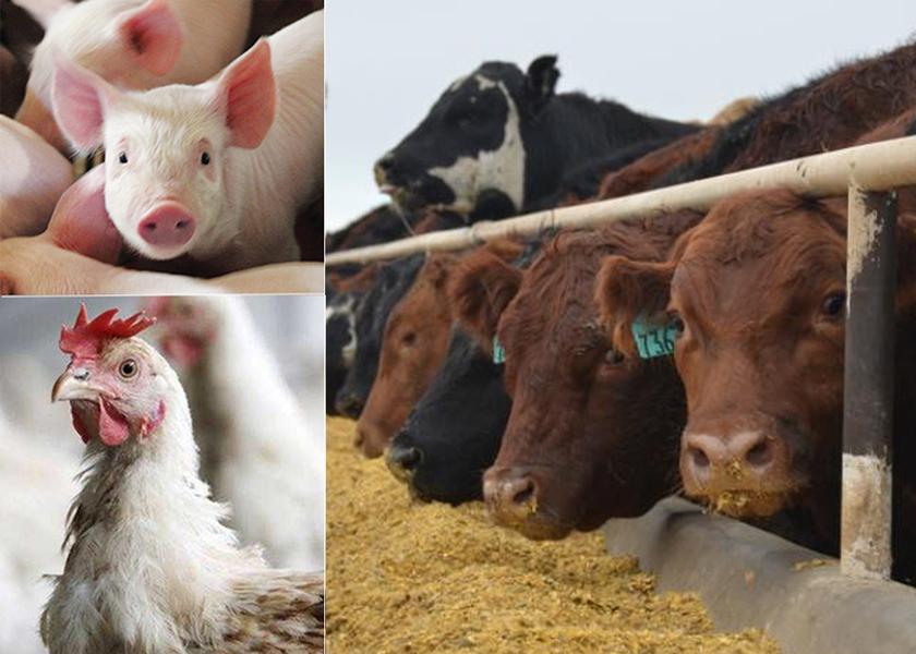 What do the pork, beef and poultry industries have in common? Taking a look at the impacts of a disease outbreak might lead to striking similarities.