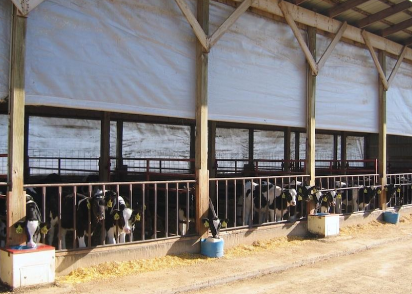 Industry experts provide tips to help keep just-weaned heifers on a healthy and productive roll.