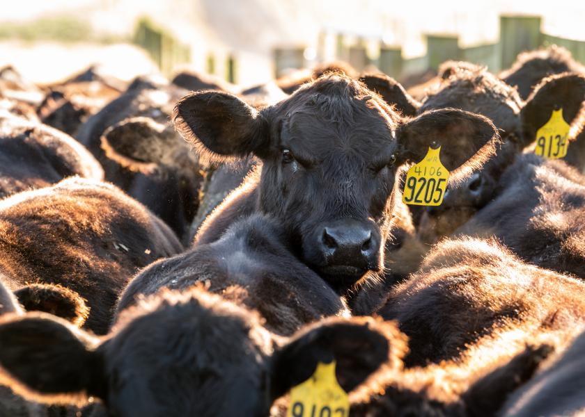 The U.S. calf crop is expected to be 33.8 million head, down 2% from last year.
