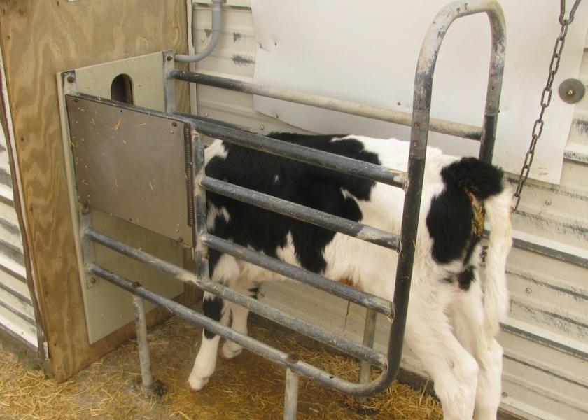 As more farms adopt automatic feeders and group housing to raise their preweaned calves, more, too, is being understood about the factors that impact calf health in such rearing systems.