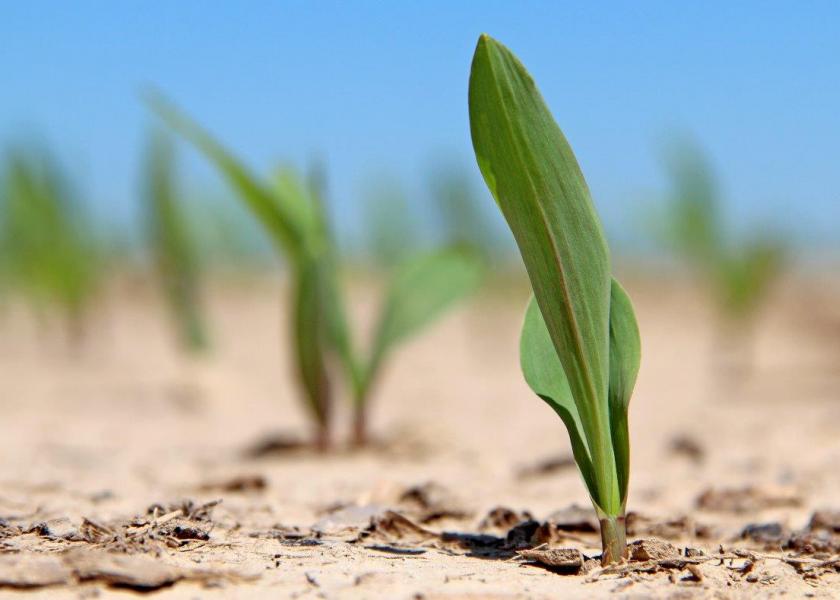 USDA’s Risk Management Agency (RMA) recently announced a new crop insurance option for corn producers who split-apply nitrogen. 