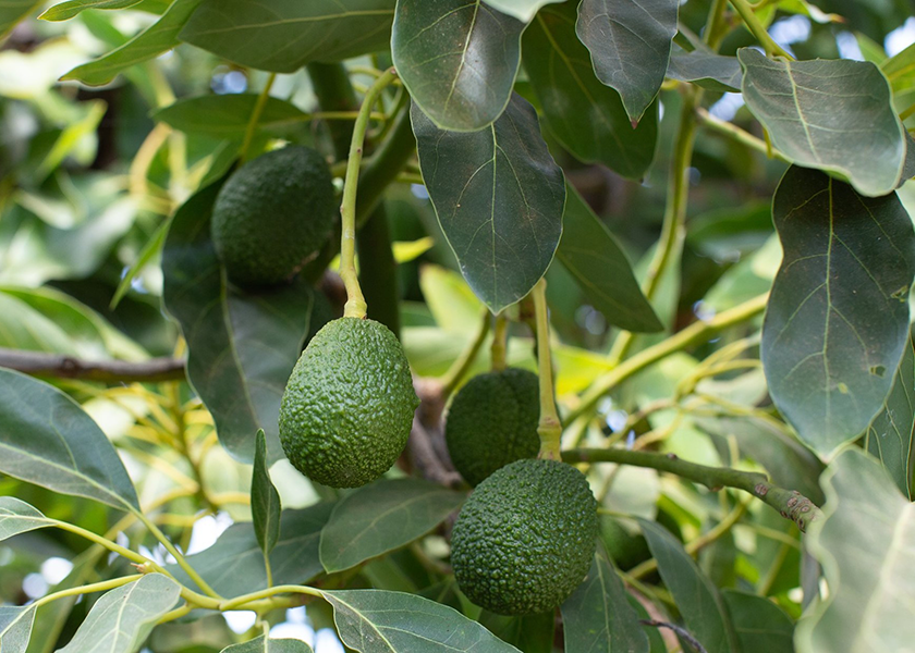 2021 California avocado crop will be smaller but within average range ...