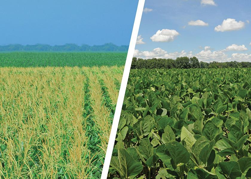 High input costs, excessive disease pressure or commodity prices — any of these factors could be pushing you to plant back-to-back corn or back-to-back soybeans. 