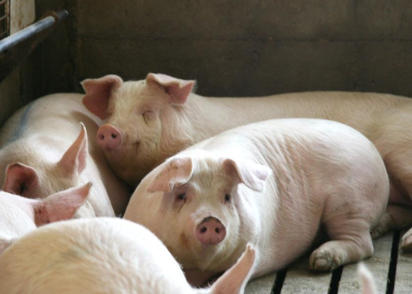 New Jersey must "adopt rules and regulations concerning the confinement, care and treatment of breeding pigs and calves raised for veal," according to legislation signed into law by Governor Phil Murphy on Wednesday.