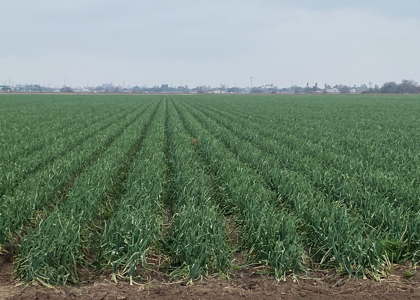 South Texas onion shippers expect stronger prices South Texas Onion