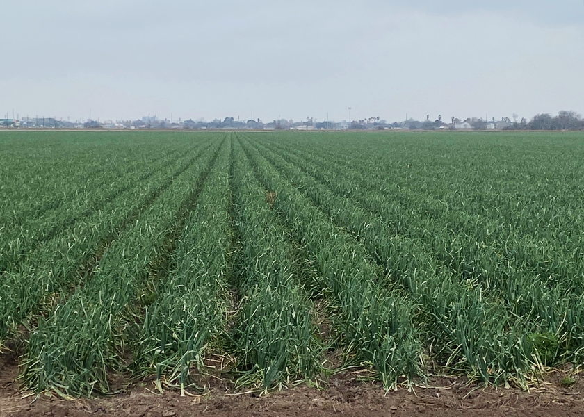 Although mid-February cold temperatures damaged some plants, grower-shippers in south Texas still expect a substantial crop, with anticipation of higher prices this year.