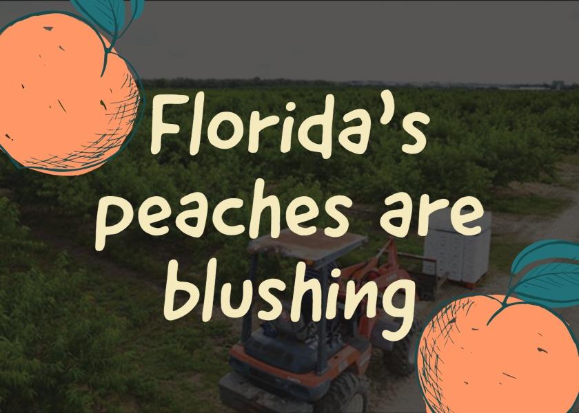 Farm Facts: Peaches - Florida Farm & Family