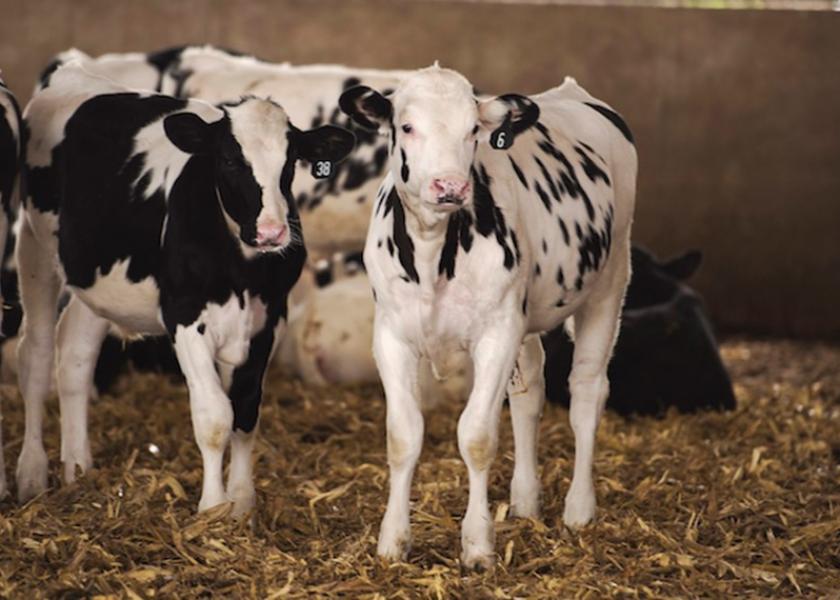 While Lung Ultrasound is the cornerstone of any good Calf Herd Health Program, there are many other benefits to getting your herd vet in your calf barn on a regular basis.  