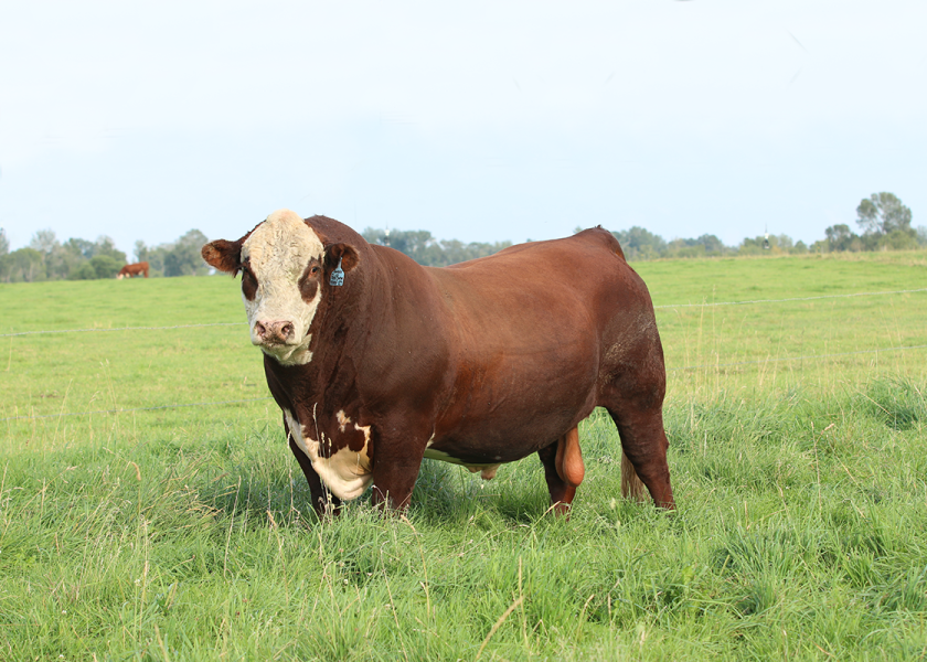 bulls and cows mating